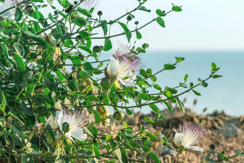 The anti-cancer effects of Capparis spinosa hydroalcoholic extract